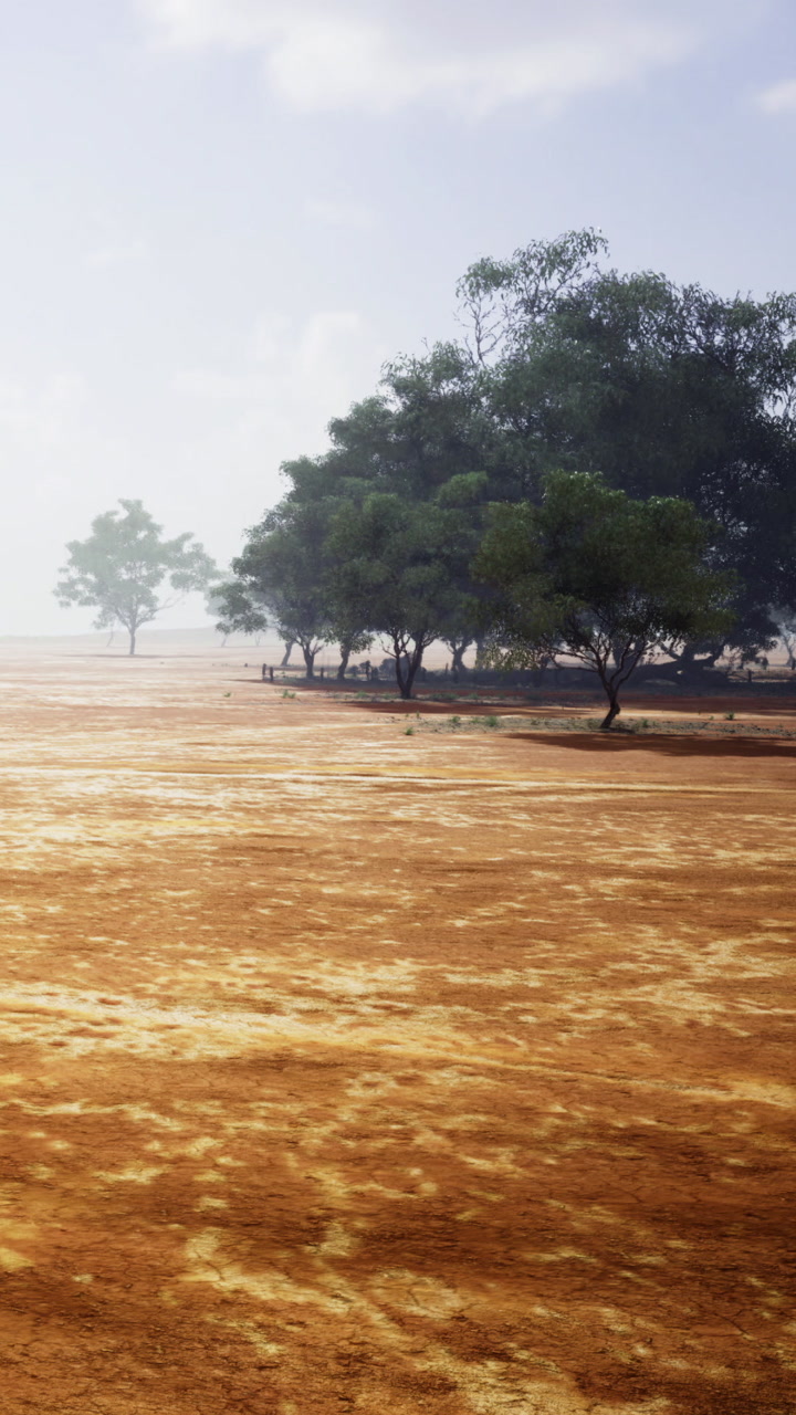 Grove of trees in a dry landscape during the morning light
