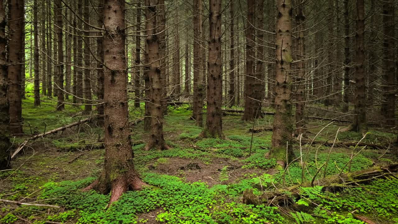 vista del bosque en noruega. hermosa naturaleza de noruega. la cámara se mueve de la primera persona a través de la matorral de un bosque de pinos.