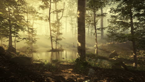 Sonne-Geht-In-Einem-Wald-Mit-Nebel-Auf