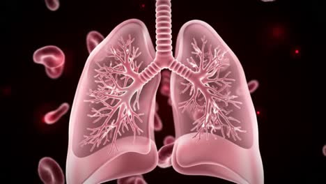an intricate exploration of the human respiratory system and blood cell dynamics: understanding the interactions between lungs and circulatory components