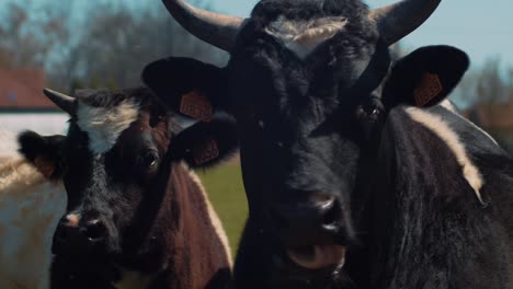 person feeds a small french breed of cattle pastries and bread