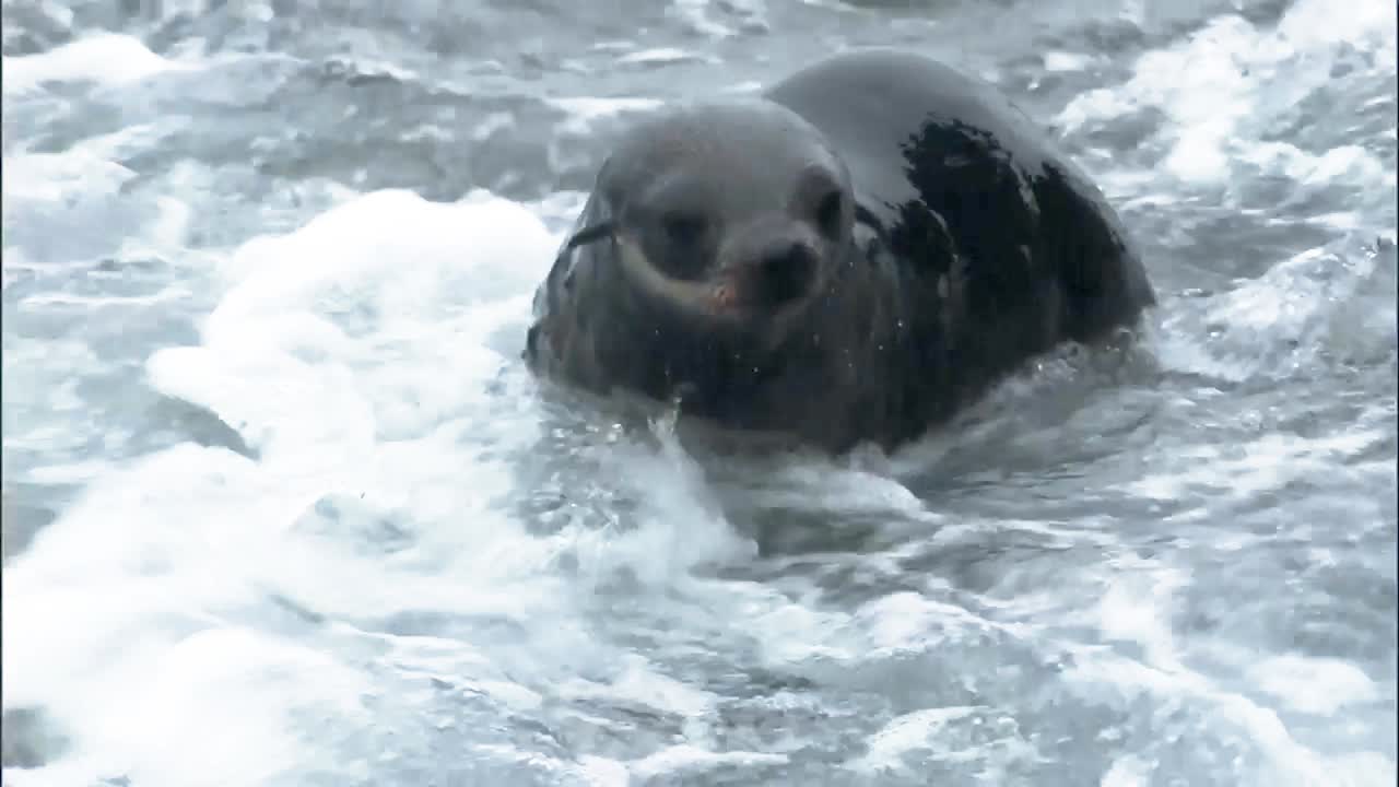 cachorros de lobo marino del norte pasando el rato cerca de la playa en las islas pribilof