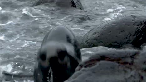 Northern-Fur-Seal-Cubs-Hanging-Out-Near-the-Beach-On-the-Pribilof-Islands