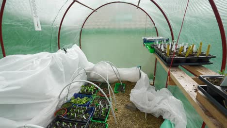 greenhouse interior with multiple seedling trays growing vegetables