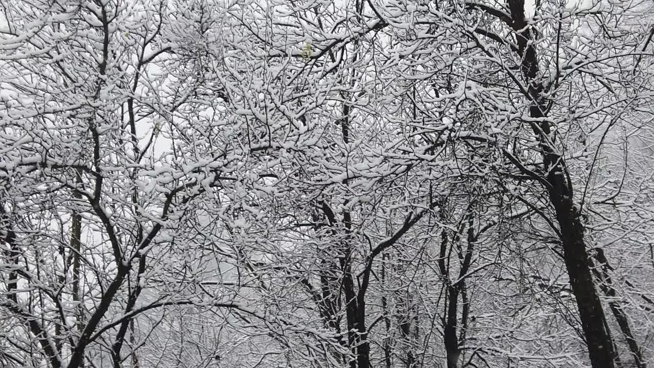 tormenta de nieve en el bosque, con detalles de alta resolución como ramas y hojas cubiertas de nieve