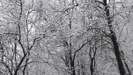 snowstorm in the forest, in high resolution details like branches and leaves getting covered in snow