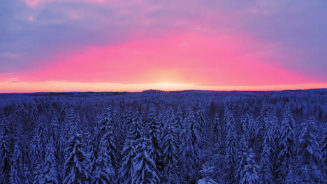 Video-Aéreo-De-Drones-De-Un-Vasto-Bosque-Cubierto-De-Nieve-A-La-Hora-Dorada-Justo-Después-Del-Atardecer