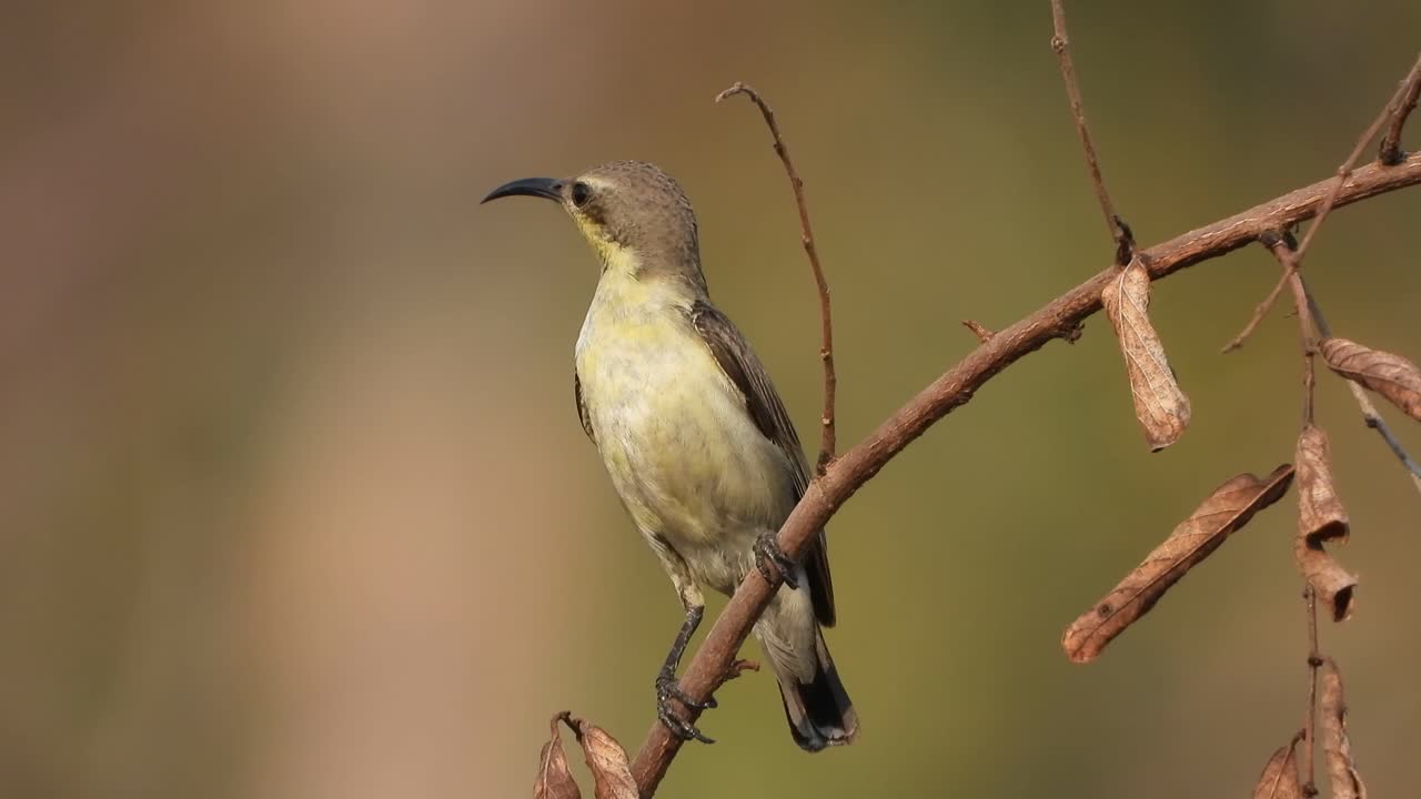 colibrí esperando en el árbol para rezar