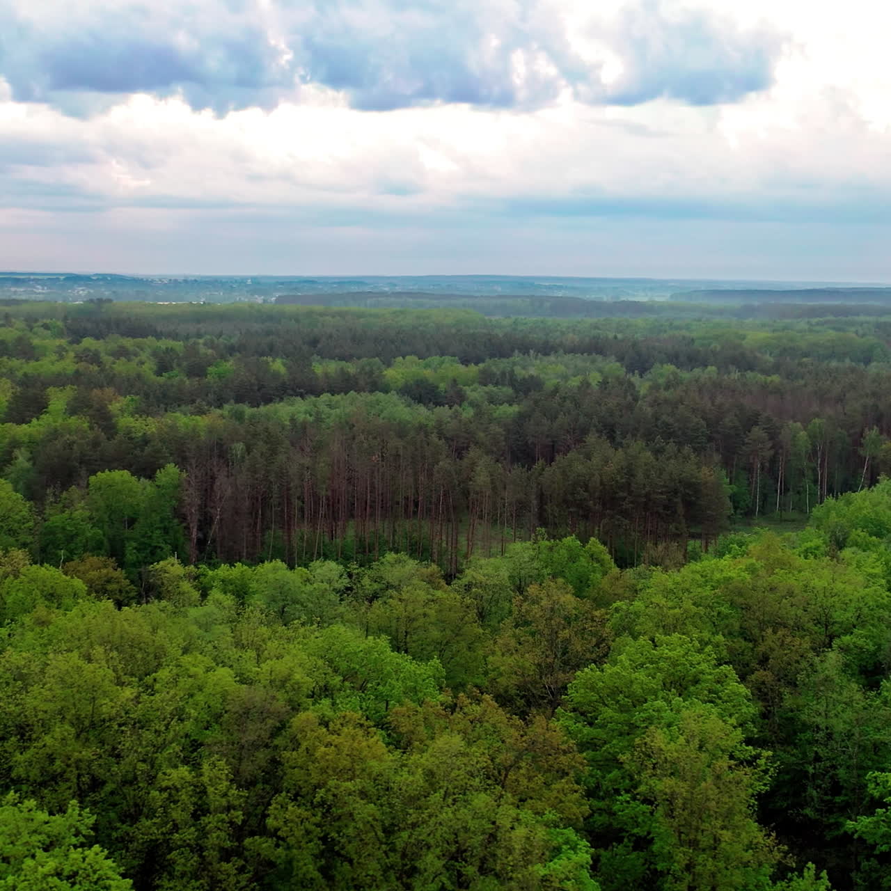 Flying over the tops of trees. Beautiful landscape of peaceful atmosphere among green trees of a forest outdoors. Aerial view. Camera moves left.