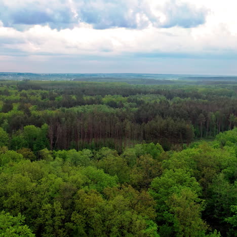 flying over the tops of trees. beautiful landscape of peaceful atmosphere among green trees of a forest outdoors. aerial view. camera moves left.