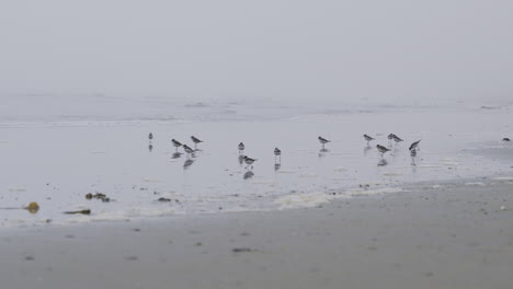 Eine-Gruppe-Strandläufer-An-Der-Küste