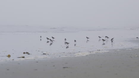 un grupo de playeros en la costa