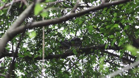 aves que interactúan en el dosel de un árbol exuberante