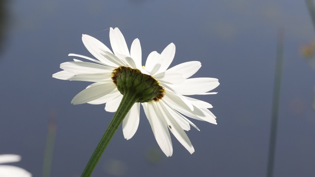 A Backlit Daisy flower at edge of a pond in early Summer. UK