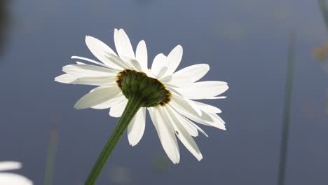 a backlit daisy flower at edge of a pond in early summer. uk