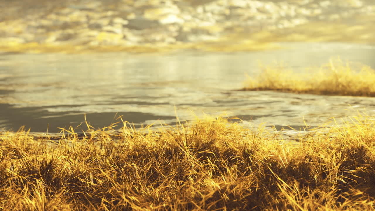 해가 지는 동안 조용한 물 근처의 황금 잔디의 풍경