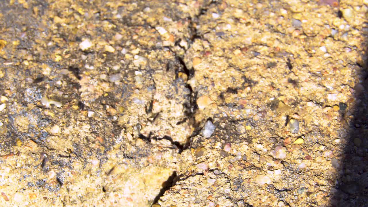 빨리 달리는 개미