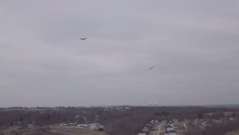 halcón volando en el cielo toma aérea