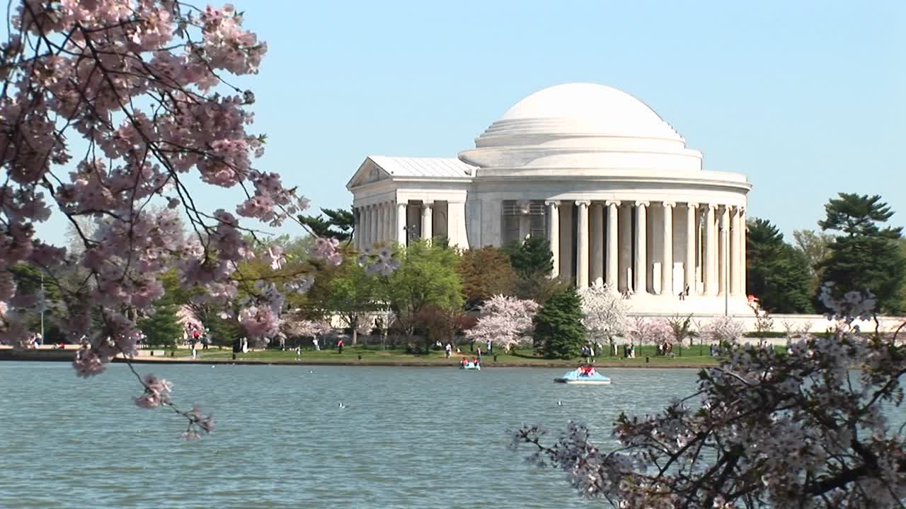 워싱턴 dc의 제퍼슨 기념관은 벚꽃으로 가득 찬 나뭇가지로 둘러싸여 있습니다.