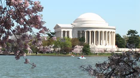 el monumento a jefferson en washington dc está enmarcado por ramas llenas de flores de cerezo