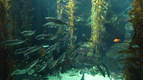 fish and other animals swimming in a large aquarium