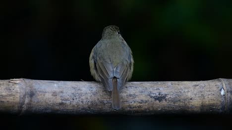 hill blue flycatcher perched on a bamboo, cyornis whitei