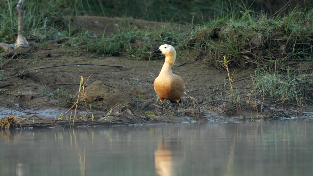 Eine Rostgans steht auf einer kleinen Sandbank in einem Fluss im frühen Morgenlicht und Nebel.