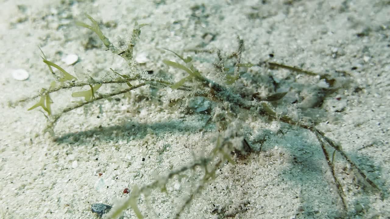 камуфлированный краб-декоратор на дне океана, виды пауков, детали, снятые в естественной среде обитания