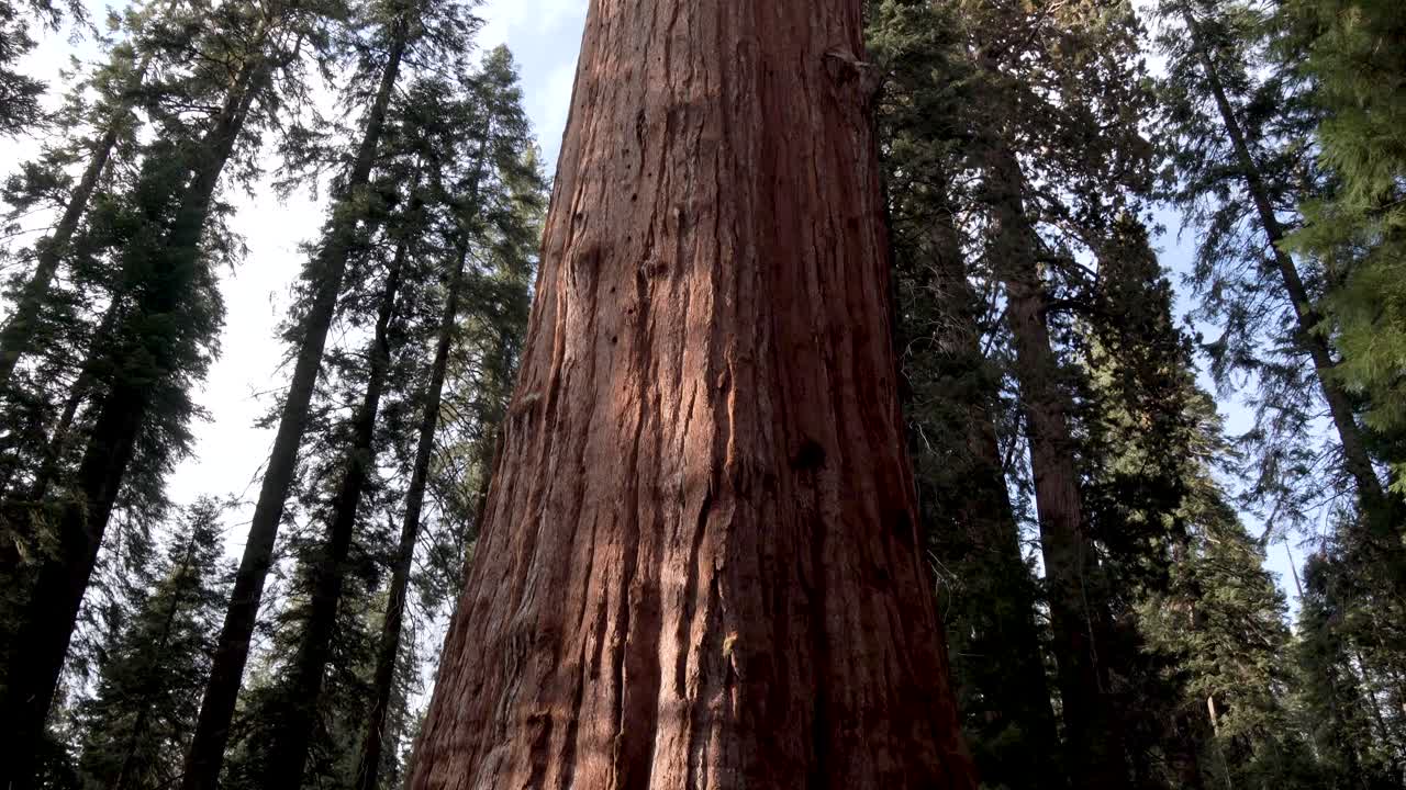 general sherman tree en el parque nacional de las secuoyas de california, incline hacia arriba y avance el tiro revelador