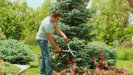 a gardener clipping the pine tree with shears standing on a stepladder in the summer garden