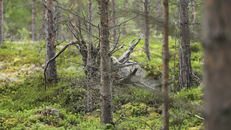 a dead uprooted tree lies among the vibrant greenery of a forest, with surrounding trees and moss-covered ground.