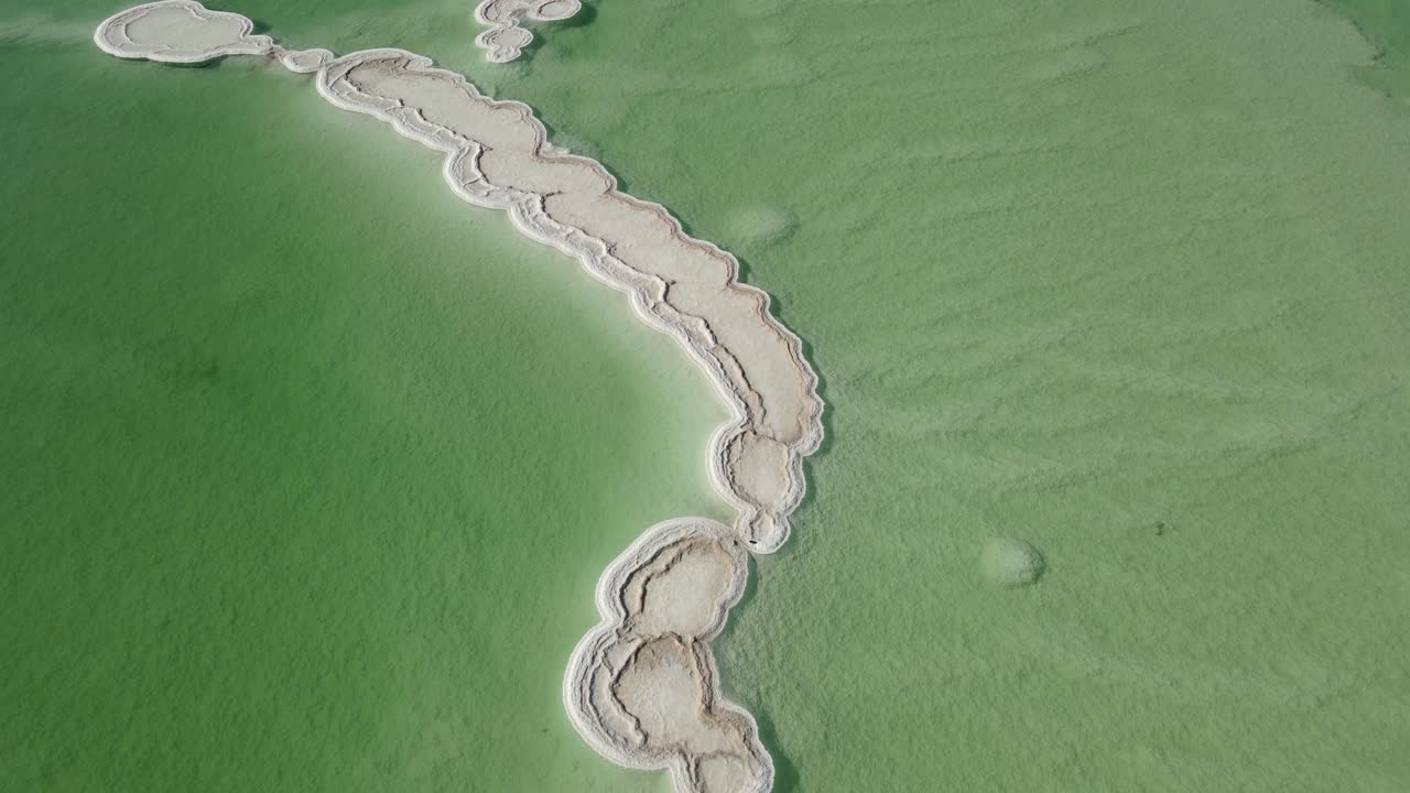 사해 솔트 레이크 버섯