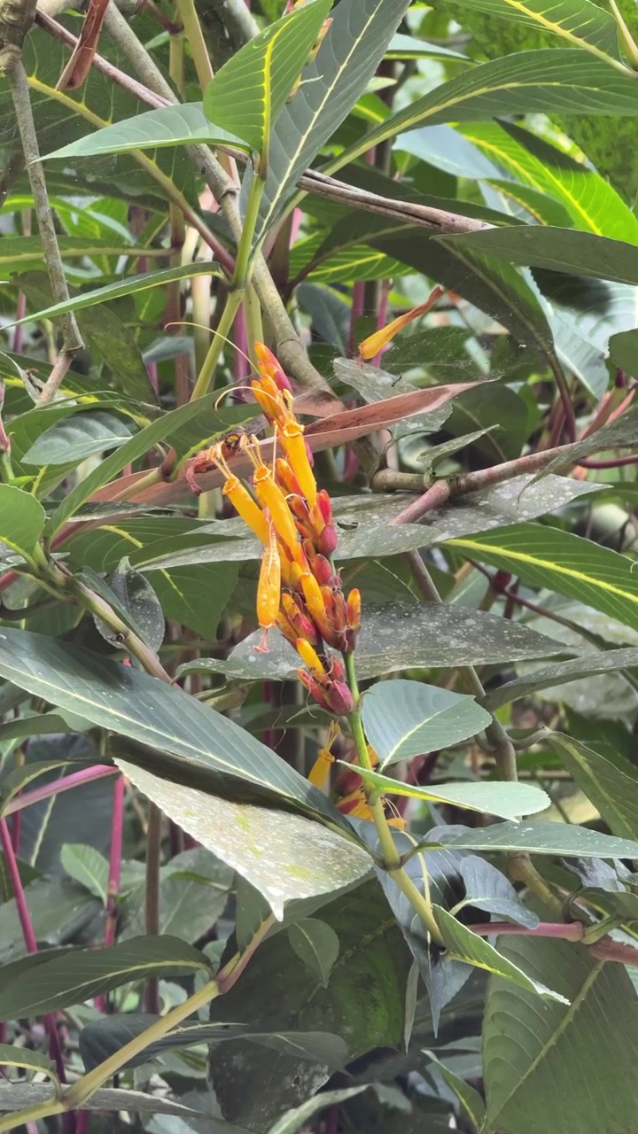 Primo piano di Fiori Tropicali Gialli e Rossi Vibranti