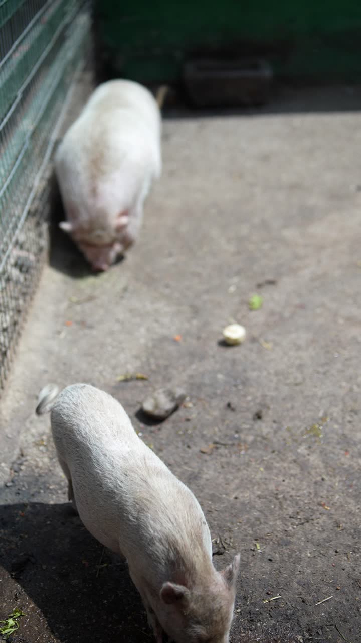 창고에 있는  돼지
