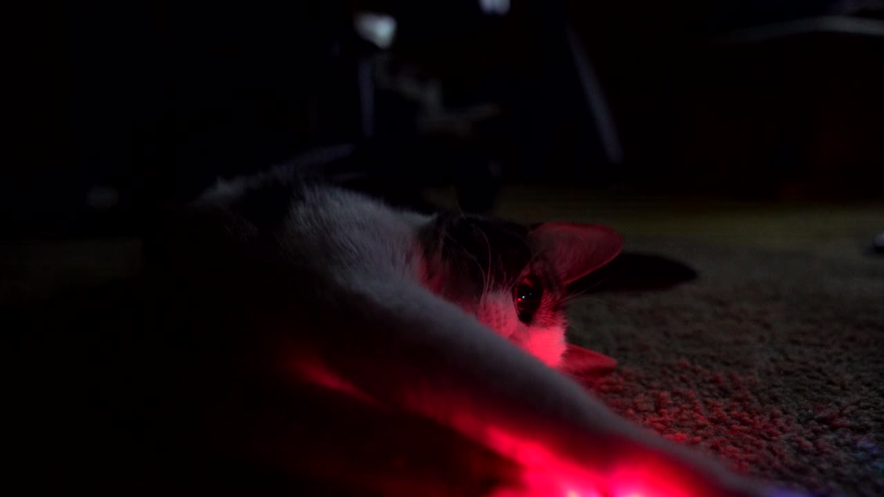 A small cat rolls around and plays with a colorful light stick, biting at the end. 4k 23.98 fps.