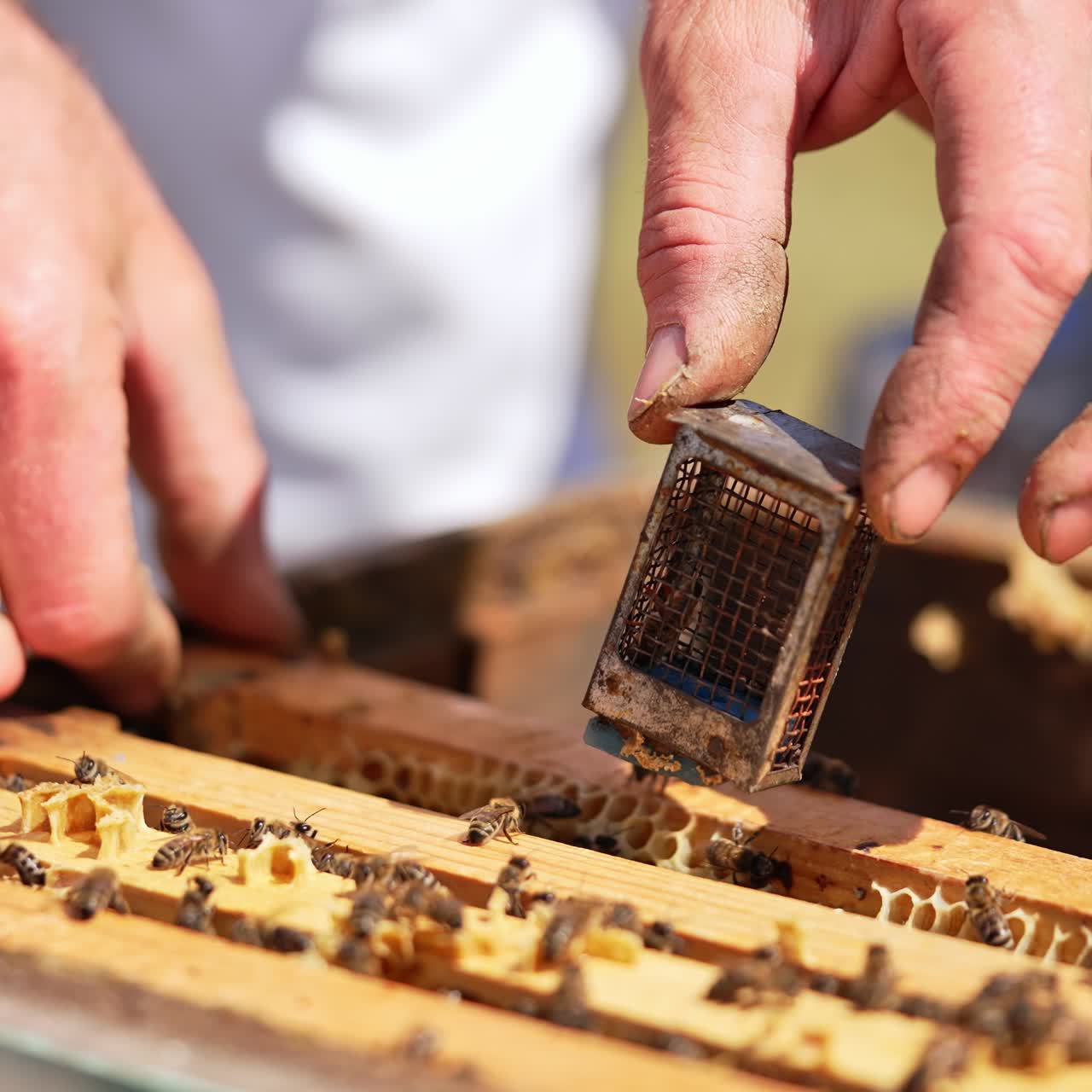 Opened beehive with many honey frames in. Man's hand puts a tiny cage with bee queen between the frames. Close up