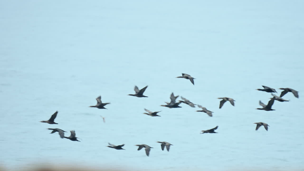 Flock of Birds in Flight over Water