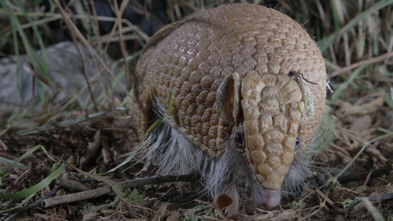 primer plano de armadillo en hierba y suciedad