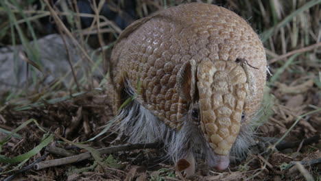 close up of armadillo in grass and dirt