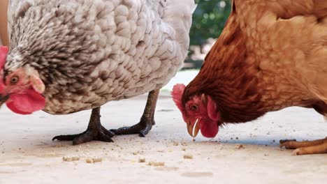 two free range chickens eating pellets