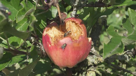 wasps and flies eating through a damage apple on the tree - close up