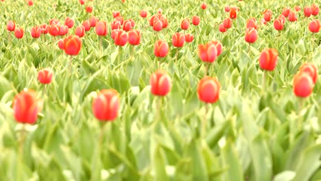 los tulipanes rojos ondeando en el viento