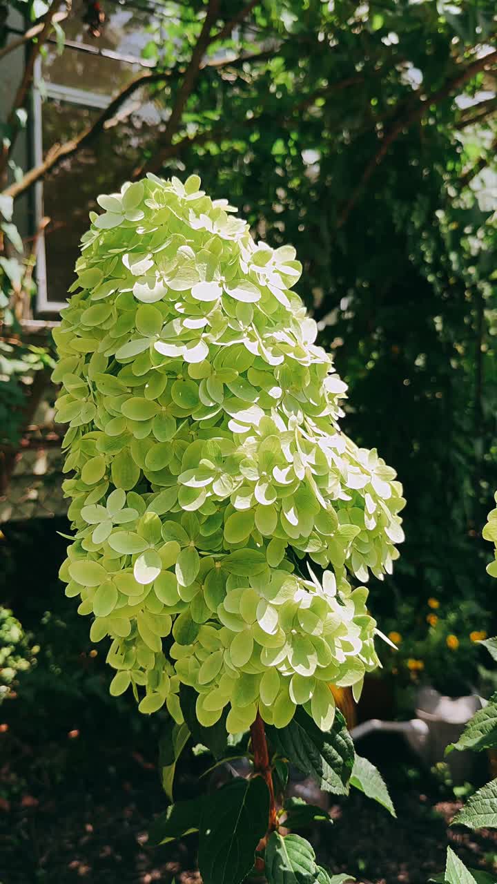 hortensia verde limón en un jardín