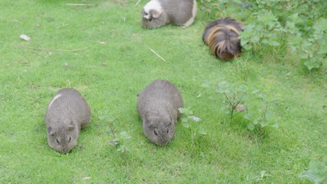 Grupo-De-Conejillos-De-Indias-Comiendo-De-Tierra-Cubierta-De-Hierba