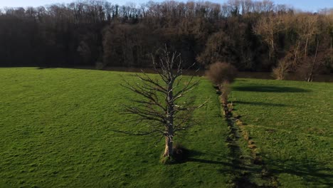 Aerial shot of a lonely tree in normandy