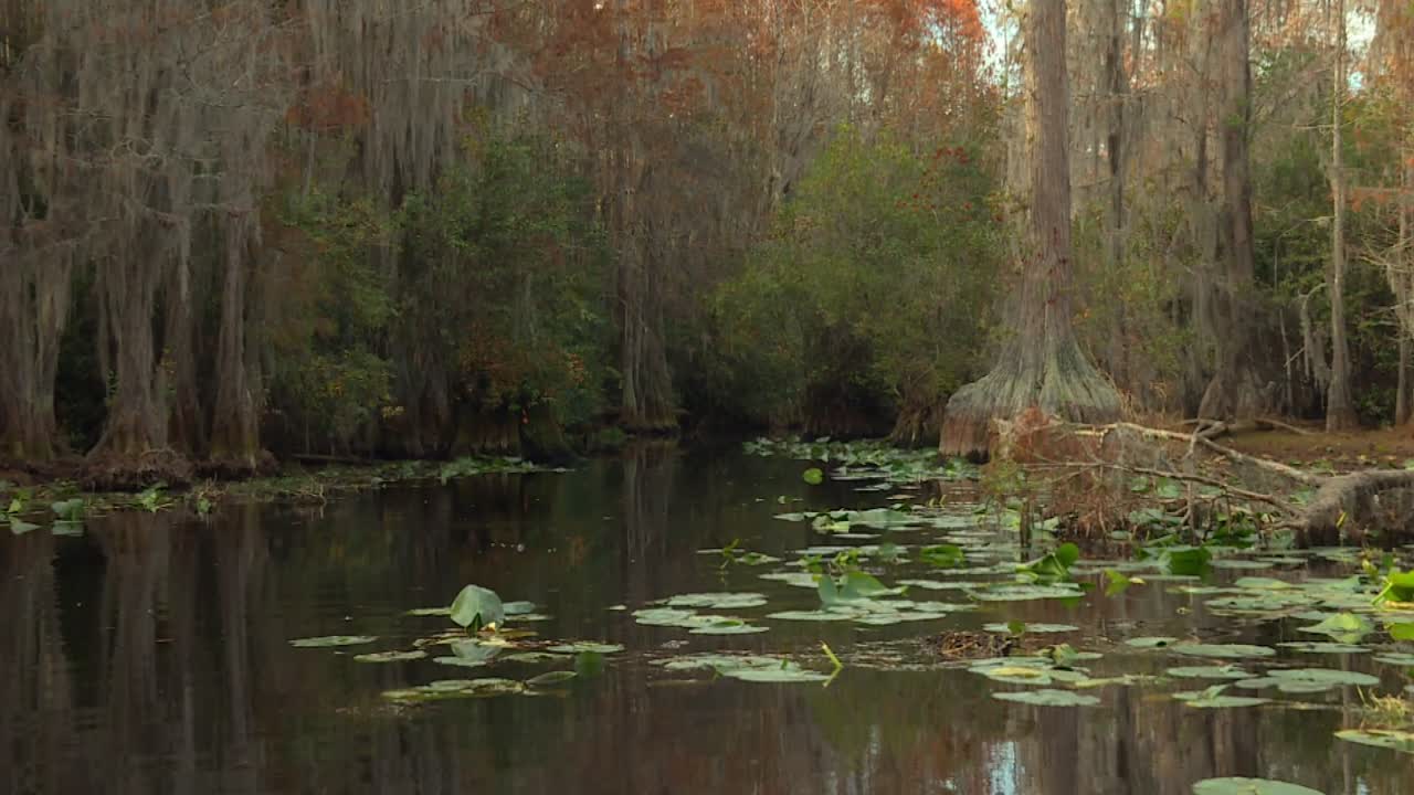 Still waters and bald cypress trees lining narrow waterway in Okefenokee Swamp, Georgia, USA