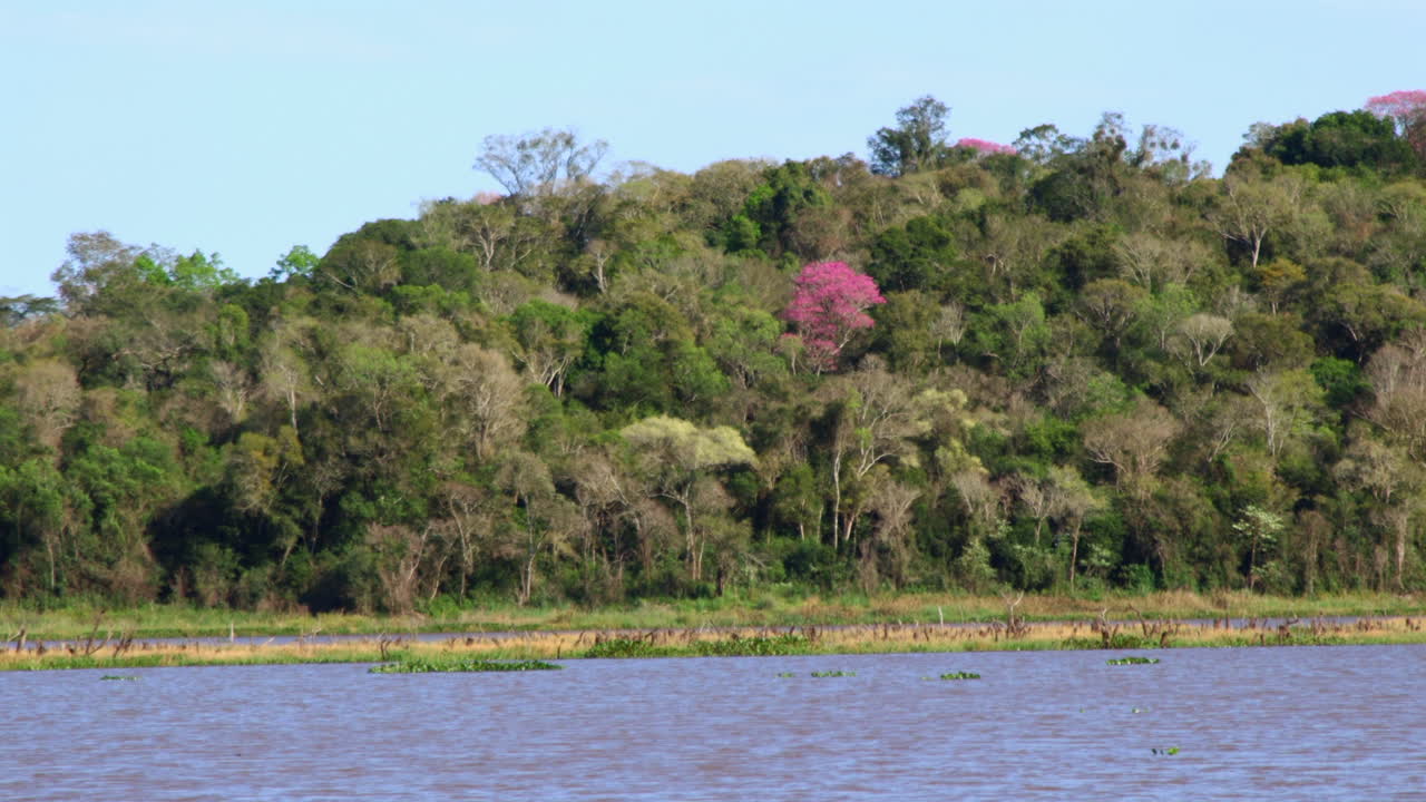 Pink lapacho tree, Handroanthus impetiginosus, blooming in Atlantic forest