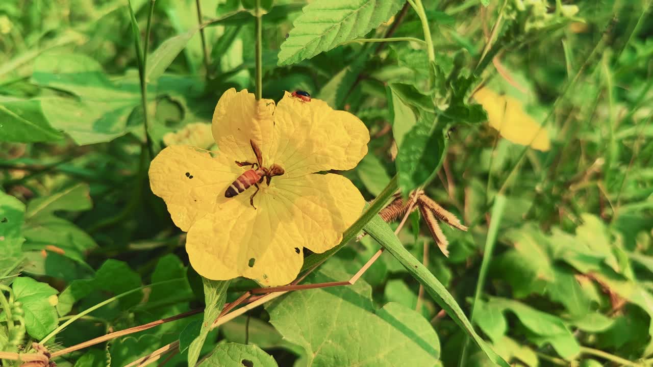 A honeybee Apis cerana indica collects nectar from a yellow gourd flower in natural sunlight, showcasing pollination and biodiversity in an agricultural ecosystem with vivid green leaves