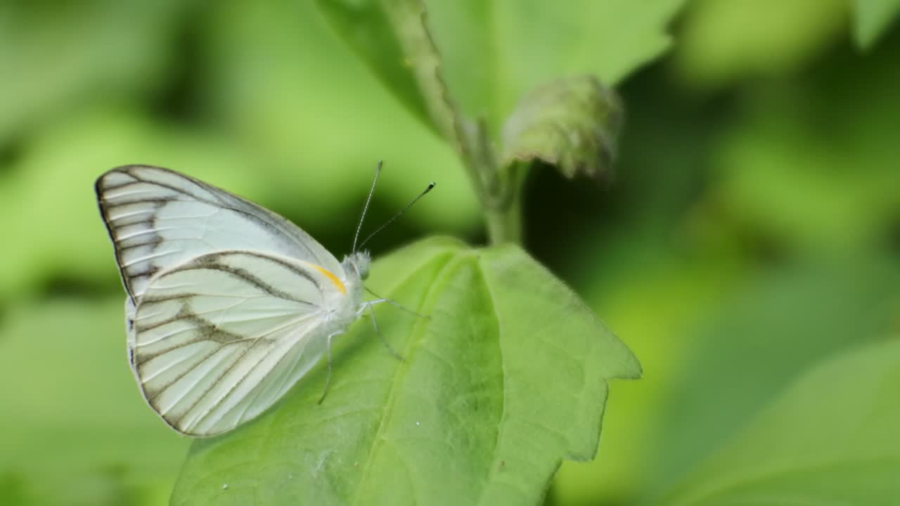 Butterfly perched on green leaves in the wild forest