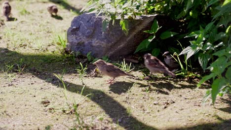 pequeños pájaros merodeando afuera